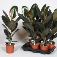 Ficus Lyrata Stam 27/140 - a8fcc2fd-5fca-3510-9b90-0a3a26d26bbb