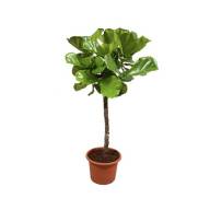 Ficus Lyrata Stam 27/140 - Ficus Lyrata Stam 2