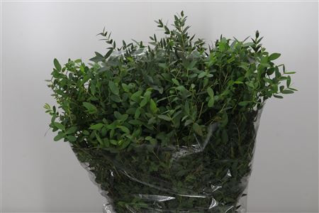 Eucalipt Parvifolia 70 sm 150 gr