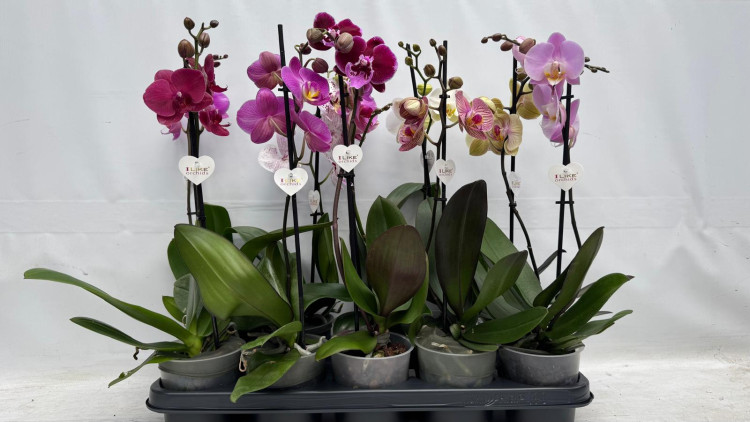 Phal 1-tak Levo Mix 12/45