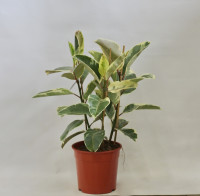 Ficus Elastica Tineke 3pp 27/90
