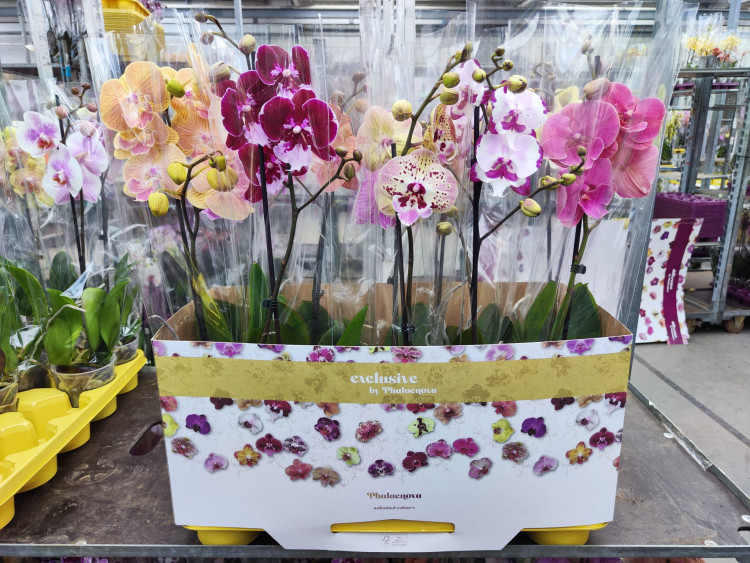 Phal 1-tak Phalaenova Biglip Mix 12/60