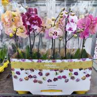 Phal 1-tak Phalaenova Biglip Mix 12/60 - IMG-20230710-WA0034