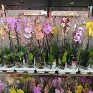 Phal 1-tak Phalaenova Biglip Mix 12/60 - зображення_viber_2025-03-09_14-40-24-065