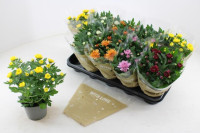 Chrysanthemum Gemengd Bellsima Ton Sur Ton 12/25
