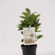 Laurus Nobilis 11/25 - зображення_viber_2025-03-26_17-13-52-686