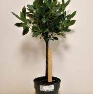 Laurus Nobilis 11/25 - Laurus Nobilis 9