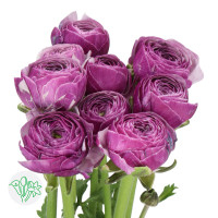 Ranunculus Clooney Polka Super Х50