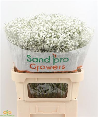 Gypsophila Pa Xlence Х25