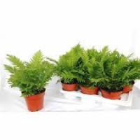 Blechnum Silver Lady 17/50
