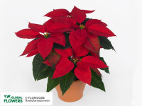 Euphorbia Prima 12/28