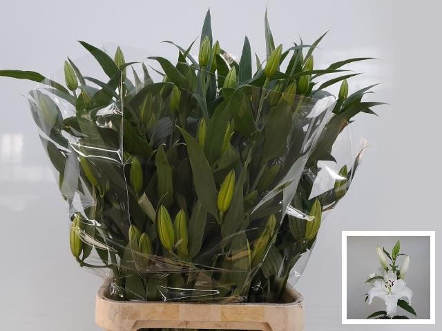 Lilium S Or Signum X10 Holland