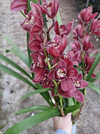 Cymbidium Red 1-tak 14/65