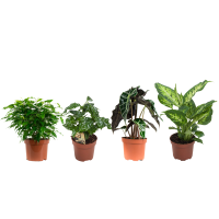 Planten Groen Mix 6