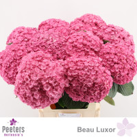 Hydr Z Beau Luxor Rs 60 cm X5 Holland