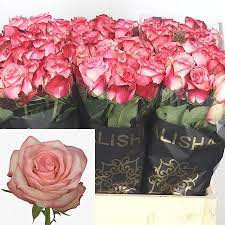 Rose Paloma 70 sm