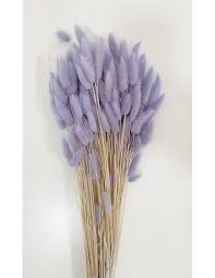 Lagurus Lila 70 cm Holland