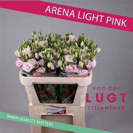 Eust G Arena Pink Van Der Lught