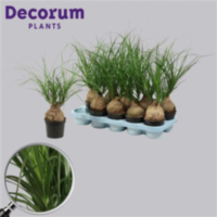 Beaucarnea Bol 12 Cm (decorum)