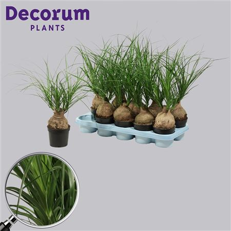 Beaucarnea Bol 12 Cm (decorum)