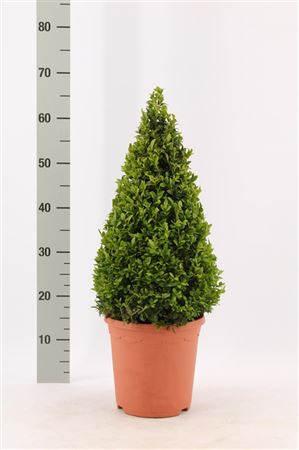 Buxus Semp Piramiden