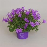 Campanula Portenschlagia