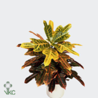 Codiaeum Excellent