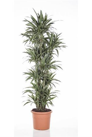 Dracaena Warneckei Vertakt