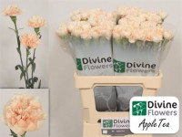 Dianthus Apple Tea Holland Х20