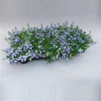 Lobelia Richardii Blauw