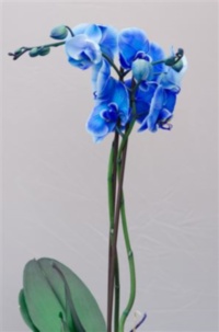 Phal 2-tak Blue (clock)