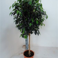 Eucalipt Cinerea 12/30 - 2025.970x0