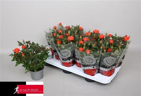 Rosa Grande Kordana Orange (grower)