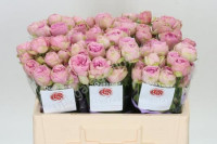 Spray Pink Lace 40 sm