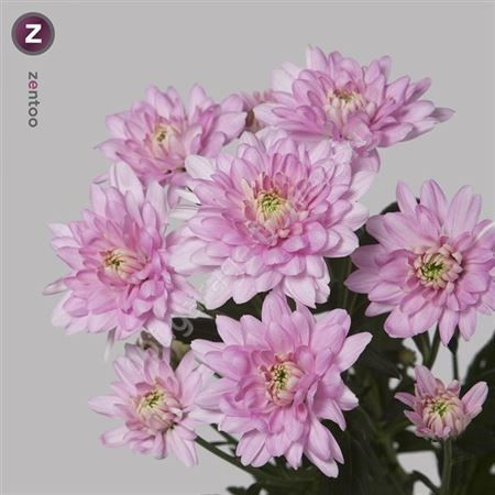 Chr T Baltica Pink X5