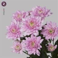 Chr T Baltica Pink X5 - chr_t_baltica_pink