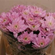 Chr T Baltica Pink X5 - A1686_H_1