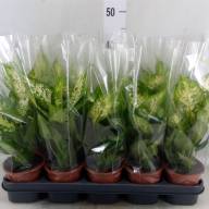 Dieffenbachia Compacta 12/40 - зображення_viber_2025-03-26_13-33-27-523