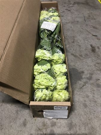 Hydr Z Green Mojito X5 -60cm