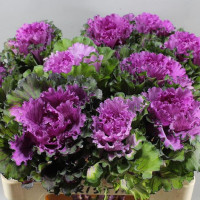 Brassica First Lady X5