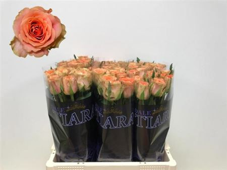 Rose Florentine 60 sm