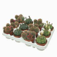 Cactus Bloeiend Mix 506/8