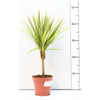 Drac Marginata 1pp 12/55