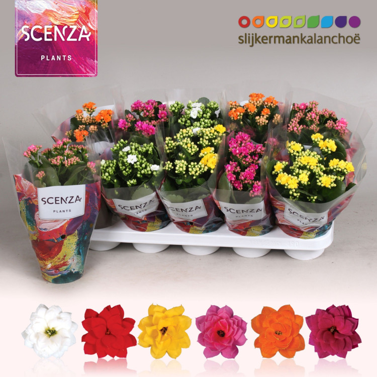 Kalanchoe Scenza Mix 12/21