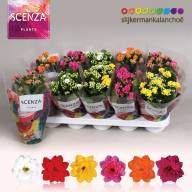 Kalanchoe Scenza Mix 12/21 - IMG-20240826-WA0008