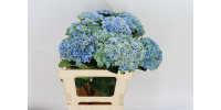 Hydr Z Revolu Blue X5 -60cm
