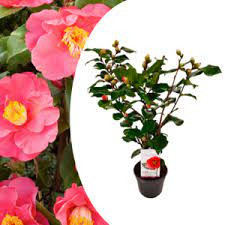 Camelia J Dr King 13/45