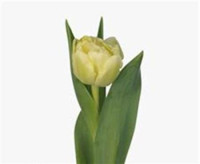 Tulp Du Avant Garde Holland