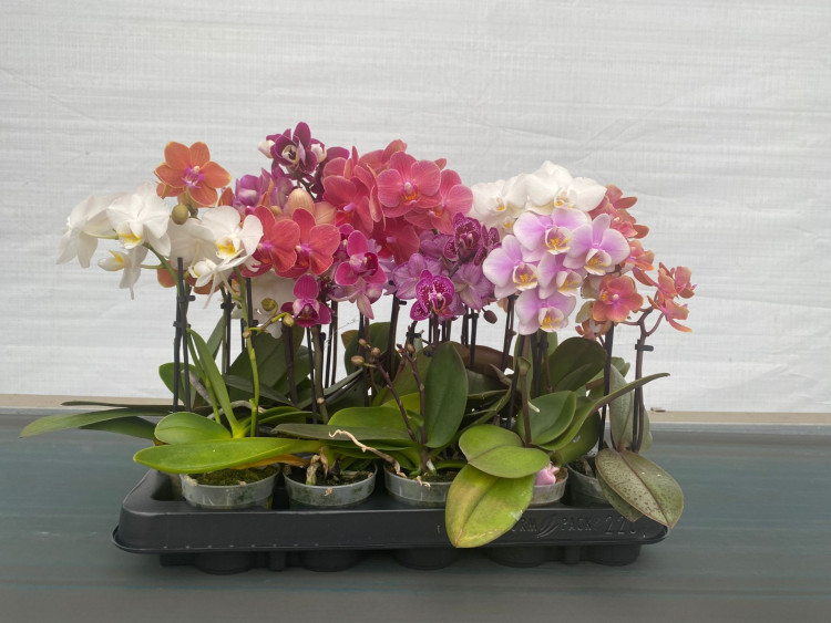 Phal Geel/wit Klein Mini Mark 12/35