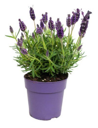 Lavandula Stoechas 510/20